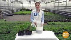 Растения тоже любят кофе! Доброе утро. Фрагмент выпуска от 05.06.2020