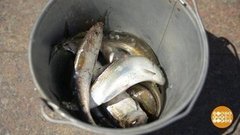 Ловись, рыбка, на гречку! Доброе утро. Фрагмент выпуска от 08.06.2020