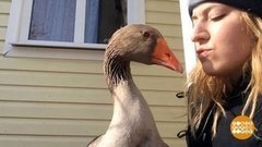 Гусь — товарищ! Доброе утро. Фрагмент выпуска от 10.06.2020