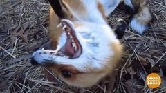 Бешенство: достаточно одной царапины! Доброе утро. Фрагмент выпуска от 10.06.2020