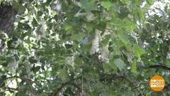 Осторожно, тополиный пух! Доброе утро. Суббота. Фрагмент выпуска от 13.06.2020