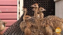 Птичий бэби-бум. Доброе утро. Фрагмент выпуска от 15.06.2020