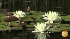 Страна в цвету! Доброе утро. Фрагмент выпуска от 16.06.2020