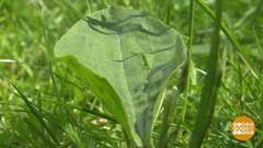 Аптека под ногами. Доброе утро. Фрагмент выпуска от 17.06.2020