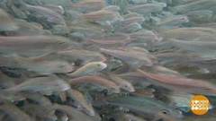 Ай да барабулька! Доброе утро. Фрагмент выпуска от 18.06.2020