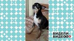 Собака не оценила хозяйкин вокал. Видели видео? Фрагмент выпуска от 21.06.2020