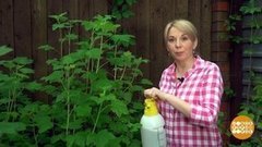 Тля, кыш! Доброе утро. Фрагмент выпуска от 22.06.2020