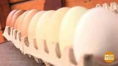 Вся правда о куриных яйцах. Доброе утро. Фрагмент выпуска от 25.06.2020