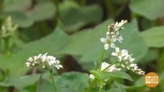 Царица полей? Гречка! Доброе утро. Фрагмент выпуска от 26.06.2020