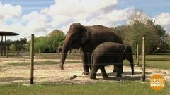 В мире. Зоопарк в Риме. Доброе утро. Фрагмент выпуска от 29.06.2020