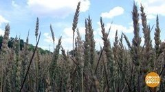 Будем с хлебом! Доброе утро. Фрагмент выпуска от 29.06.2020