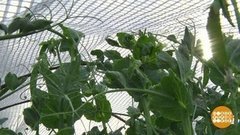 Садовая пленка: при чем здесь пузырьки? Доброе утро. Фрагмент выпуска от 02.07.2020