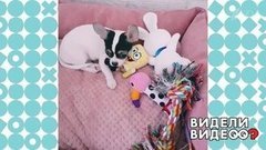Чихуахуа и ее коллекция обуви. Видели видео? Фрагмент выпуска от 05.07.2020