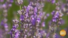 Лаванда, крымская лаванда! Доброе утро. Фрагмент выпуска от 10.07.2020