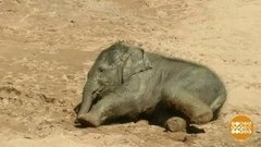 В мире. Юная слониха. Доброе утро. Фрагмент выпуска от 13.07.2020