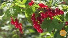 Такая разная смородина. Доброе утро. Фрагмент выпуска от 14.07.2020
