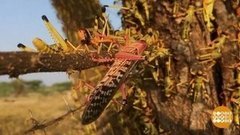 В мире. Нашествие саранчи. Доброе утро. Фрагмент выпуска от 17.07.2020