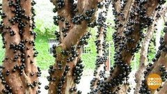 Жаботикаба: а это едят? Доброе утро. Суббота. Фрагмент выпуска от 18.07.2020