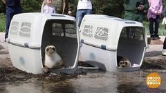 Плывите, нерпы! Доброе утро. Фрагмент выпуска от 21.07.2020