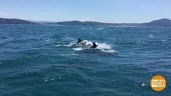 Человек дельфину — друг. Доброе утро. Фрагмент выпуска от 23.07.2020