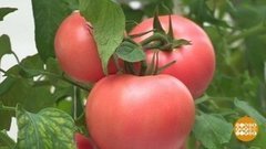 Помидор по имени Алеша. Доброе утро. Фрагмент выпуска от 23.07.2020