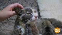 Кошка Маша — мама года. Доброе утро. Суббота. Фрагмент выпуска от 25.07.2020