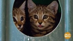 В мире. Дикие кошки из ЮАР. Доброе утро. Фрагмент выпуска от 27.07.2020