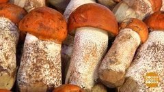 Грибы пошли! Доброе утро. Фрагмент выпуска от 27.07.2020