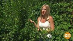 Помидоры против ос. Доброе утро. Фрагмент выпуска от 27.07.2020