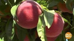 В некотором царстве, в персиковом государстве. Доброе утро. Фрагмент выпуска от 29.07.2020