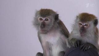 Обратная сторона красивых фотографий на курортных набережных — измученные животные