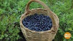 Да здравствует черника! Доброе утро. Суббота. Фрагмент выпуска от 01.08.2020