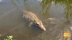 А в Подмосковье водятся… крокодилы?! Доброе утро. Суббота. Фрагмент выпуска от 01.08.2020
