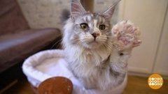 Причешем всех котов! Доброе утро. Фрагмент выпуска от 03.08.2020