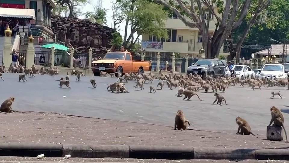 Порно видео секс обезьяны с человеком