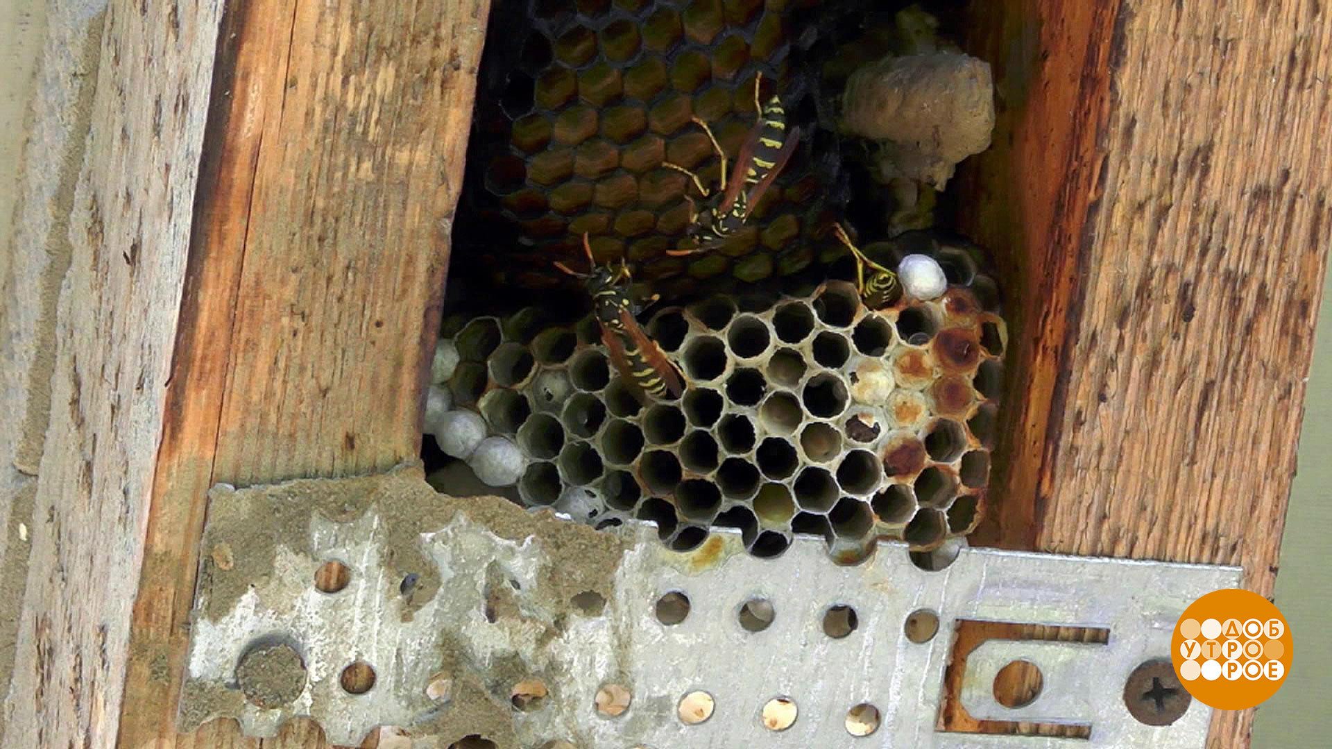 VLOG: осиные гнезда на нашем балконе!!! Реальные осы-убийцы в Таиланде!