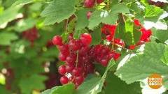 Удобряем и подкармливаем. Доброе утро. Фрагмент выпуска от 07.08.2020