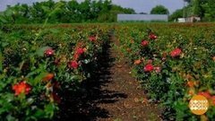 Цветущий август. Доброе утро. Фрагмент выпуска от 11.08.2020