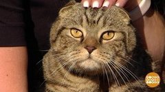 Мурка любит кисленькое...Доброе утро. Фрагмент выпуска от 12.08.2020