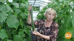 Рекорды с грядки. Доброе утро. Фрагмент выпуска от 12.08.2020