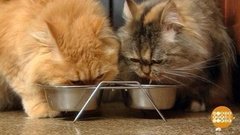 Котик, похрусти! Доброе утро. Фрагмент выпуска от 13.08.2020