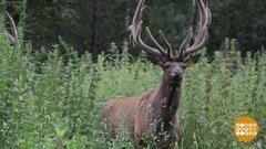 Ребятам о маралятах. Доброе утро. Фрагмент выпуска от 14.08.2020