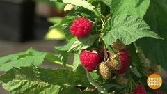 Не жизнь, а малина! Доброе утро. Суббота. Фрагмент выпуска от 15.08.2020