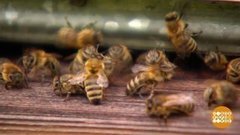 Медовый август. Доброе утро. Суббота. Фрагмент выпуска от 15.08.2020