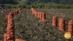 Пойдем копать картошку! Доброе утро. Фрагмент выпуска от 18.08.2020