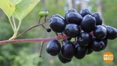 Бузина, ландыш и другие ядовитые растения. Доброе утро. Фрагмент выпуска от 19.08.2020