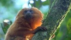 В мире. Редкие приматы. Доброе утро. Фрагмент выпуска от 19.08.2020