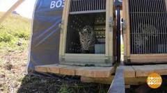 Леопарды, в добрый путь! Доброе утро. Фрагмент выпуска от 21.08.2020