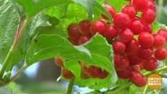 Ягода — калина. Доброе утро. Фрагмент выпуска от 27.08.2020