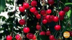 Вишня яблоне не подруга. Доброе утро. Суббота. Фрагмент выпуска от 29.08.2020